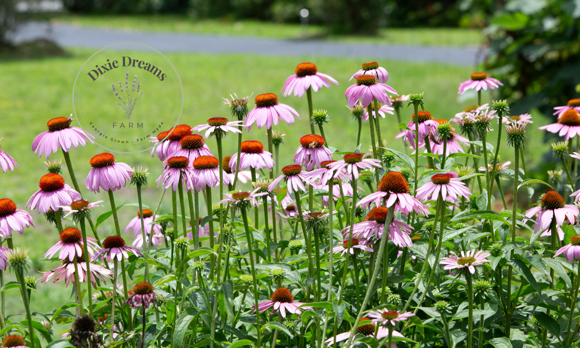 Dixie Dreams Farm